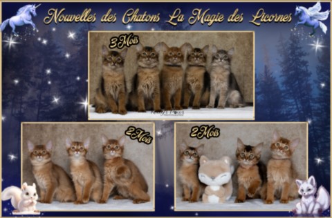 BlueMoon (bleu)-BlazeSpirit-Bowie (Lièvre) & BorealBright (Fawn) 2 Semaines