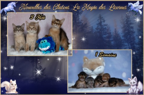 BlueMoon (bleu)-BlazeSpirit-Bowie (Lièvre) & BorealBright (Fawn) 2 Semaines