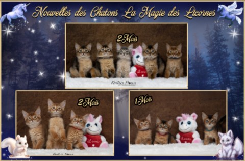 BlueMoon (bleu)-BlazeSpirit-Bowie (Lièvre) & BorealBright (Fawn) 2 Semaines