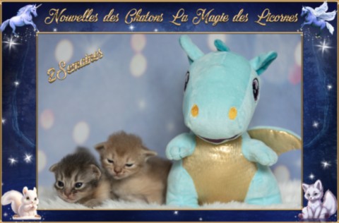 BlueMoon (bleu)-BlazeSpirit-Bowie (Lièvre) & BorealBright (Fawn) 2 Semaines