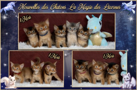 BlueMoon (bleu)-BlazeSpirit-Bowie (Lièvre) & BorealBright (Fawn) 2 Semaines