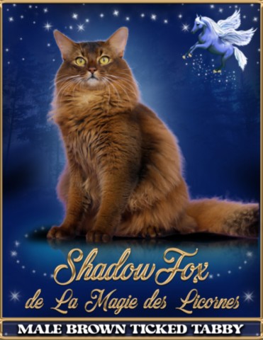 ShadowFox Papa