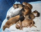 4 Jours avec chatons de Tenebraë.