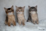 BlueMoon (bleu)-BlazeSpirit-Bowie (Lièvre) & BorealBright (Fawn) 1 Mois