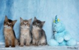 BlueMoon (bleu)-BlazeSpirit-Bowie (Lièvre) & BorealBright (Fawn) 1 Mois