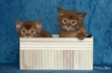 Asthur-Achille & Ashka-Ayrton 1 Mois