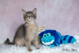 BlueMoon (bleu) 3 Mois