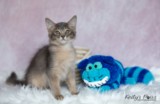 BlueMoon (bleu) 3 Mois