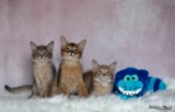 BlueMoon (bleu)-BlazeSpirit-Bowie (Lièvre) & BorealBright (Fawn) 3 Mois