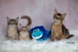 BlueMoon (bleu)-BlazeSpirit-Bowie (Lièvre) & BorealBright (Fawn) 3 Mois