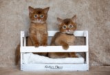 Asthur-Achille & Ashka-Ayrton 1 Mois