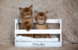 Asthur-Achille & Ashka-Ayrton 1 Mois