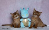 Asthur-Achille & Ashka-Ayrton 1 Mois