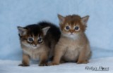Athena-Abigail & Athor-Mapel 3 Semaines
