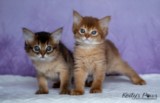 Athor-Mapel  Athena-Abigail 1 Mois