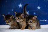Ash (vert) & Aegnor-Azur (bleu) & Adara-Alya (jaune)  3 Semaines