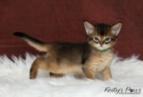 Ash (vert)  1 Mois