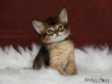 Ash (vert)  1 Mois
