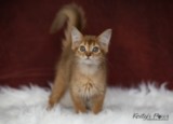 Athena -Abigail  2 Mois