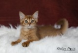 Athena -Abigail  2 Mois