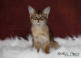  Athor-Maple  2 Mois