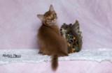 Athena -Abigail  3 Mois