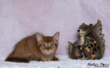Athena -Abigail  3 Mois