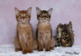 Athena -Abigail & Athor-Maple  3 Mois