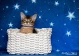 Ash (gris)  2 Mois