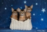 Ash (gris) & Aegnor-Azur (bleu) & Adara-Alya (jaune) 2 Mois