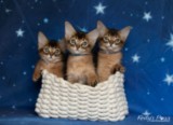 Ash (vert) & Aegnor-Azur (bleu) & Adara-Alya (jaune) 1 Mois