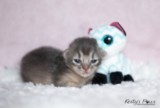 BlueberrySparkle  1 Semaine