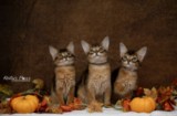 Ash (gris) & Aegnor-Azur (bleu) & Adara-Alya (jaune) 2 Mois