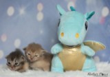 BlueberrySparkle BlissfulPearl 2 Semaines