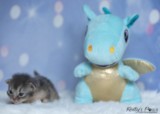 BlueberrySparkle  2 Semaines