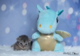 BlueberrySparkle  2 Semaines
