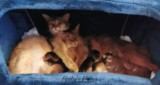  chatons Polaris & Zariya 1 jour