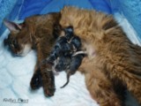 Naissance 