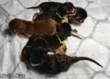 chatons Polaris & Zariya 1 jour