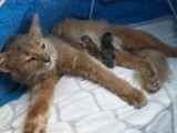 Naissance