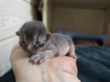 BlueberrySparkle 4 Jours 